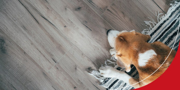 The Best Flooring for Dogs in 2023