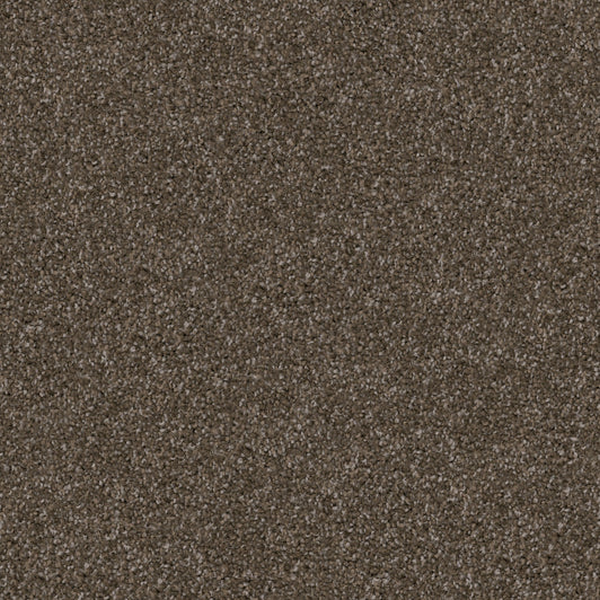 Dixie Home Labrador Duchshund