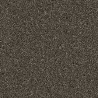 Dixie Home Labrador Schnauzer