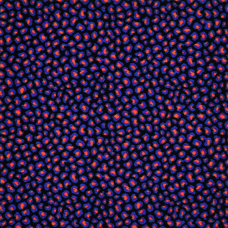 Joy Carpet Afterglow CL Standard Light